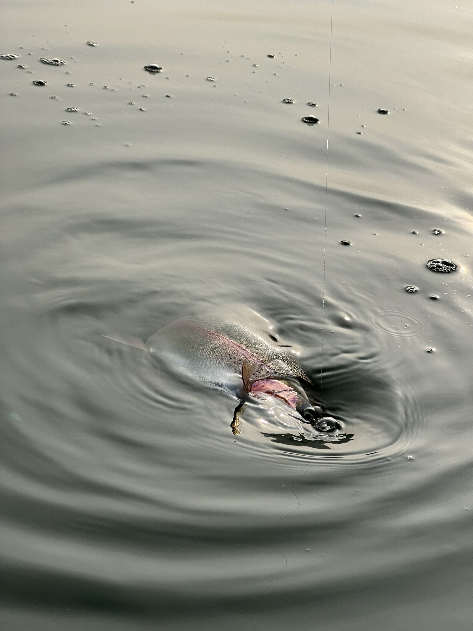 Trout 01