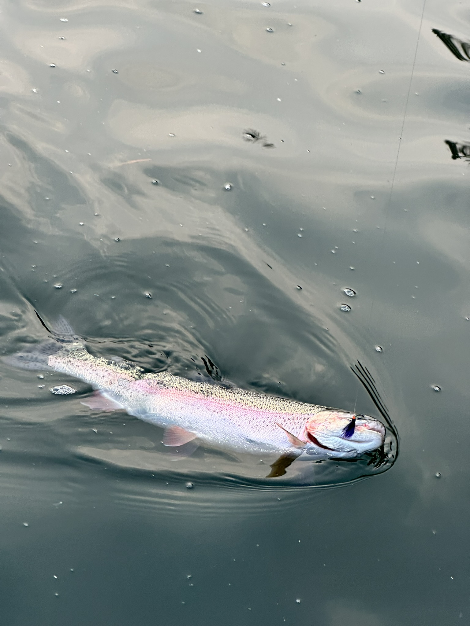 Trout 02