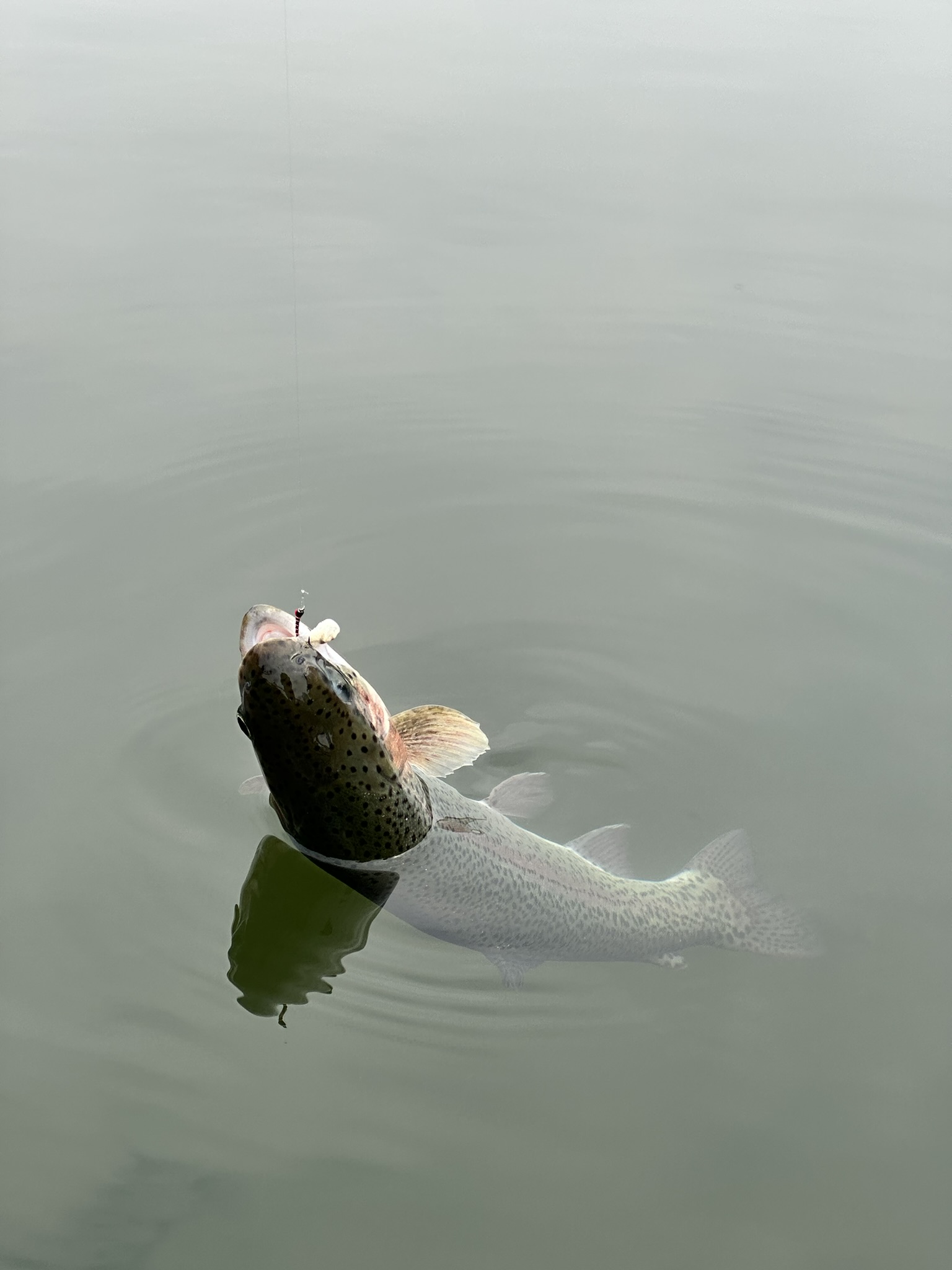 Trout 03