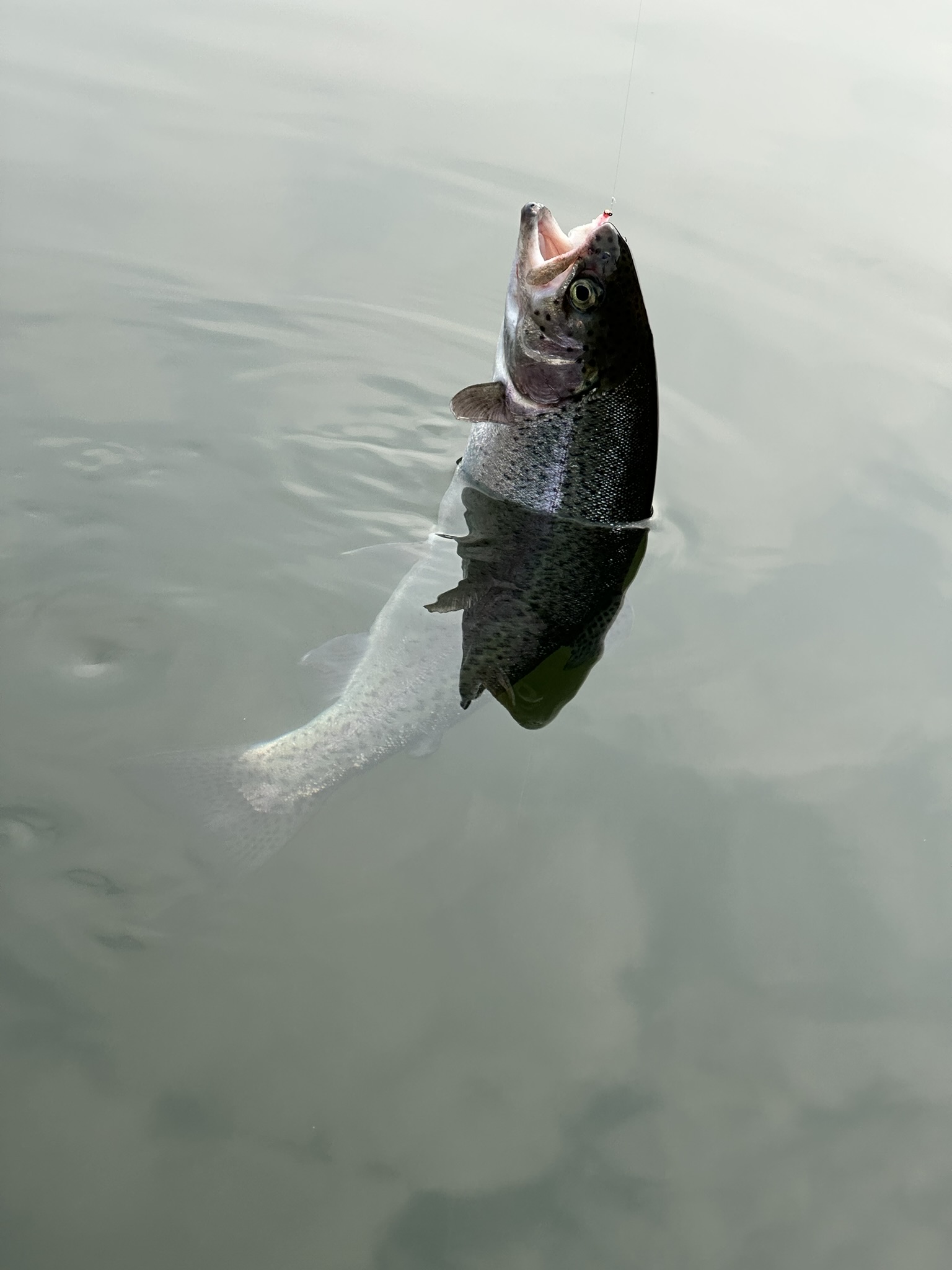 Trout 05